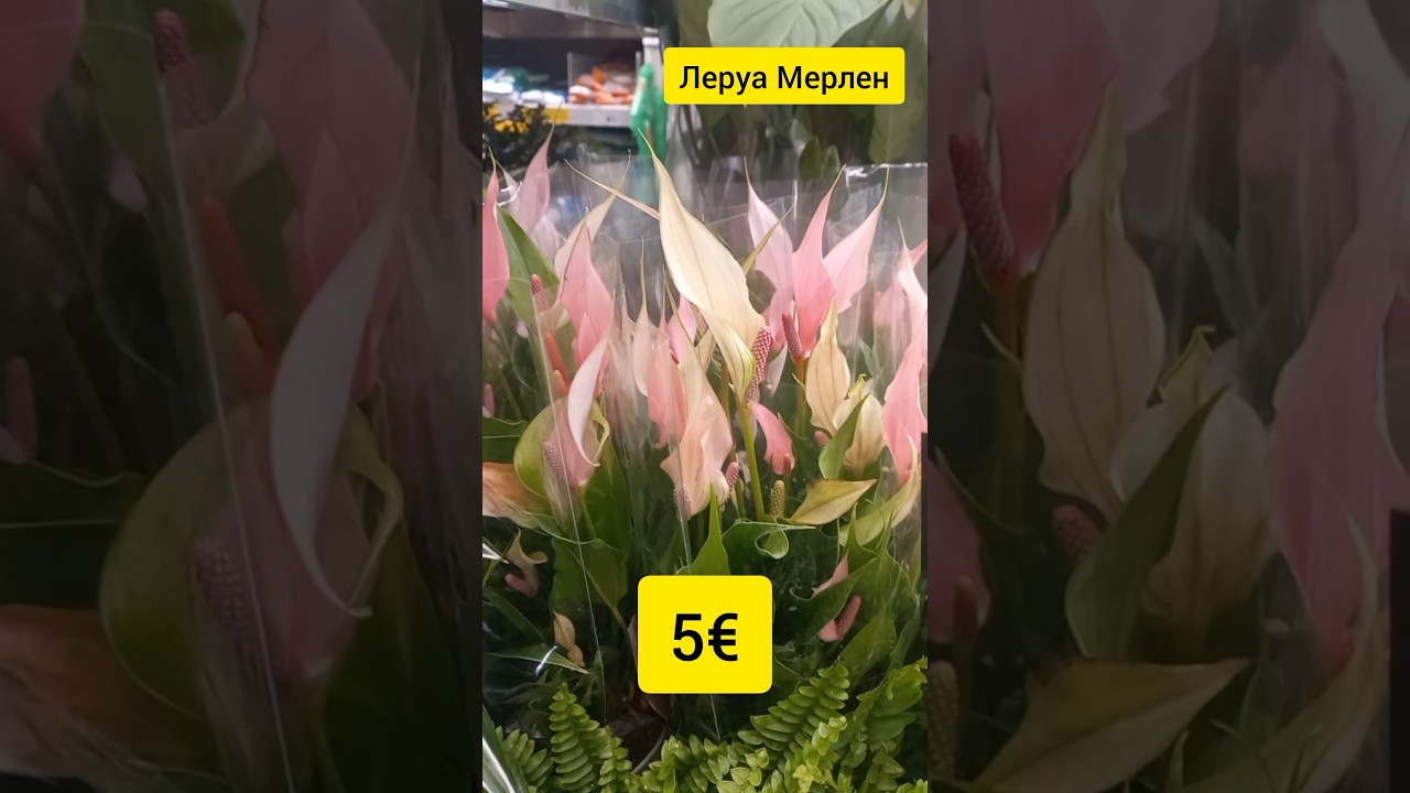 СОРТОВЫЕ антуриумы по 5 € | МЕНА СКИДКИ | Леруа Мерлен