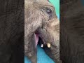 He Shares His Meal With A Giant Elephant ЁЯРШЁЯеж He Shares His Meal With A Giant Elephant ЁЯРШЁЯеж