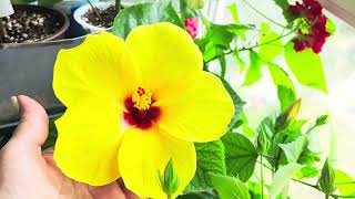 :   !  # # #plants #
