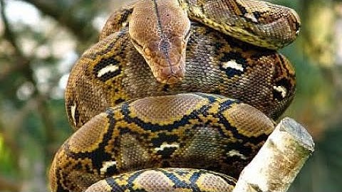 Reticulated python vs Burmese python who would win