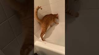 Funny Pets | 2024😂 Funny Dogs And Funny Cats Videos 🐱 🐕 😄 #90