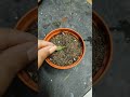 Succulent leaf propagation 