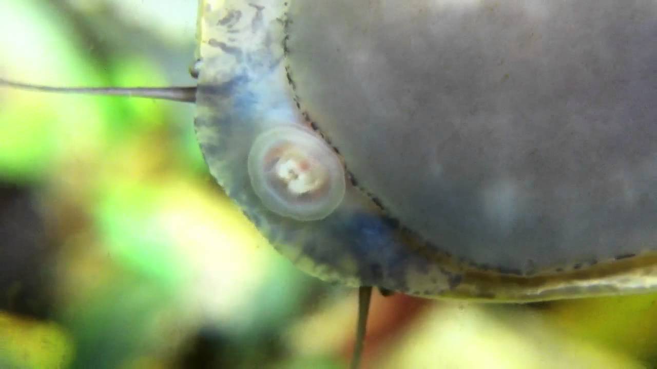 フネアマガイの口 Youtube