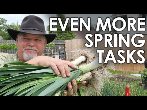 Even MORE Spring Gardening Tasks! || Black Gumbo
