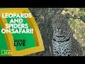Wildlife Observation and Behavior