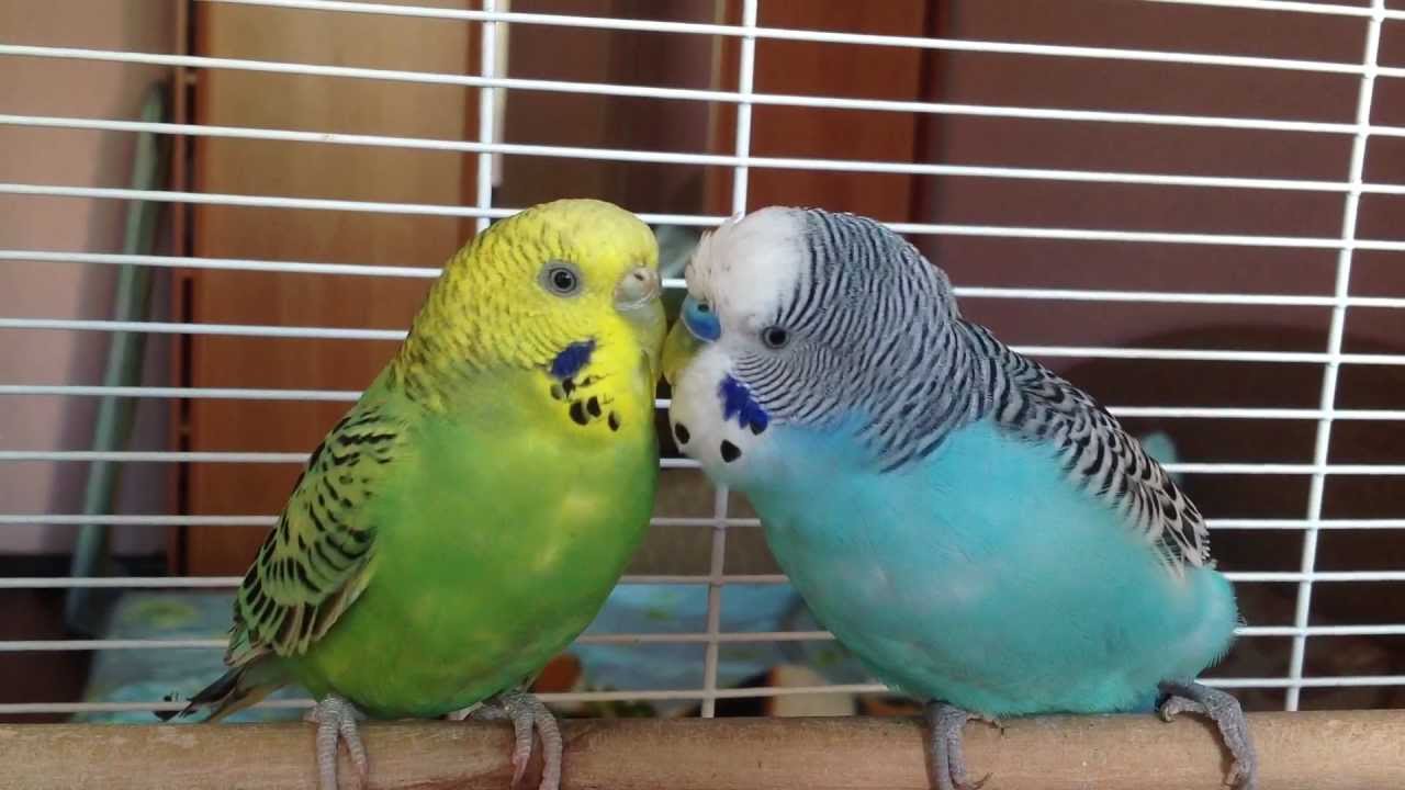 Сколько живут попугаи мальчики. Попугай зеленый волнистик. Волнистый попугайчик самец. Волнистый попугайчик самка. Волнистый попугайчик зеленый самец.