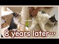 【感動】さようなら、大好きだった猫