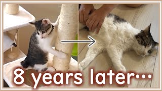 Eight years of life from the time one cat is protected until the last time.