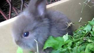 ライオンウサギの赤ちゃん 一ちょ前に草食べる Youtube
