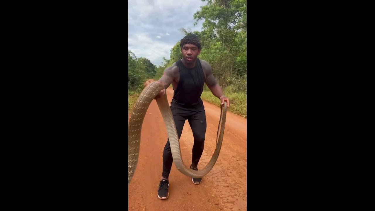 14 Ft King Cobra Crossing The Street Shorts Animals Nature Snake