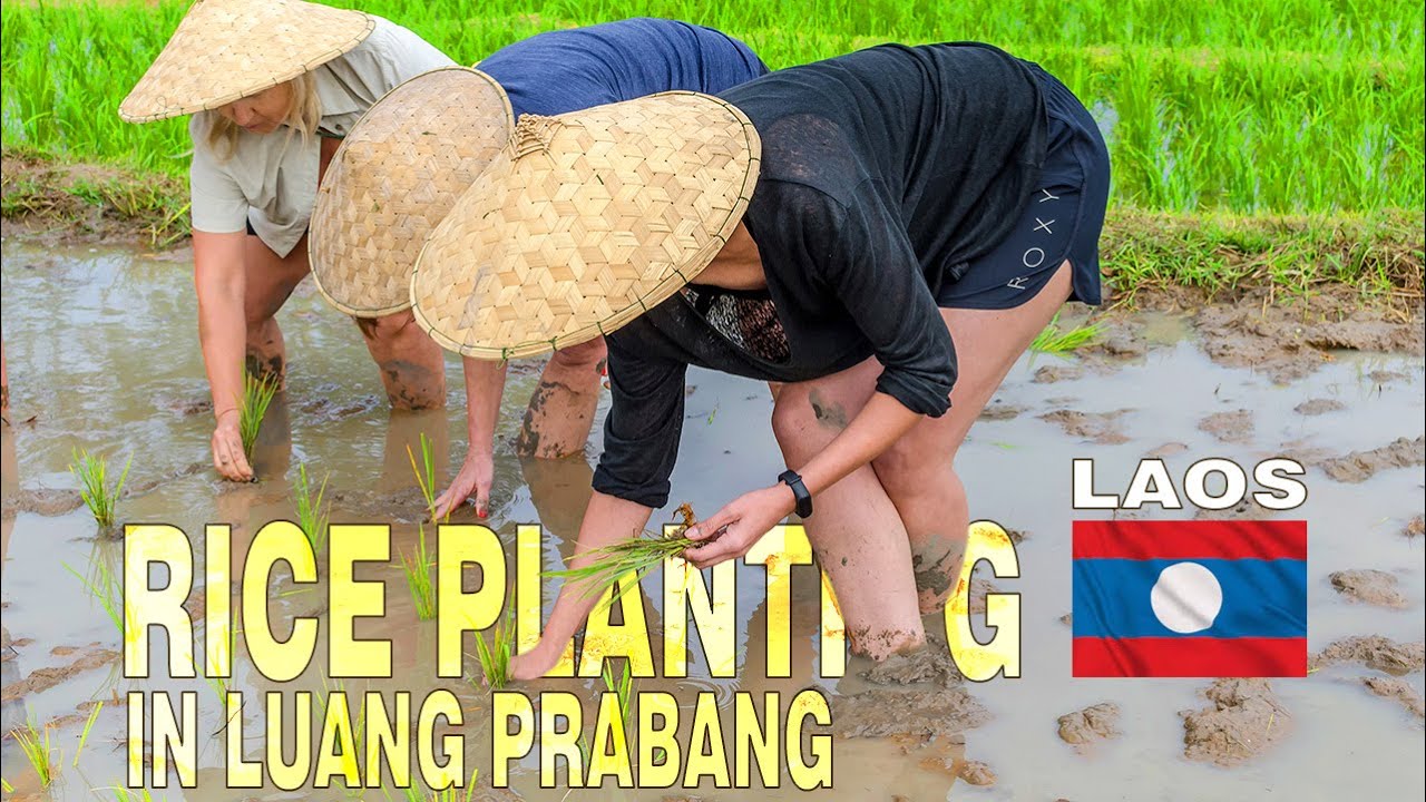 Rice planting course in Luang Prabang, Laos | TRANSAZJA