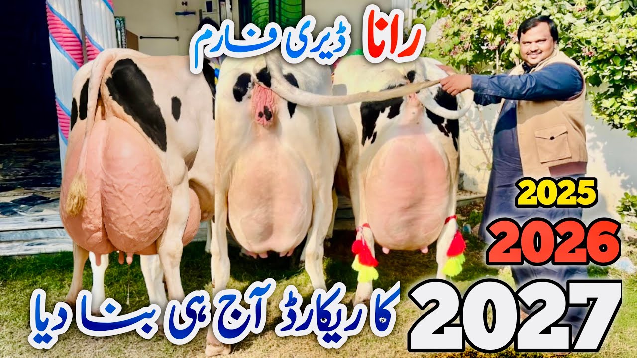 Rana Dairy Farm | Biggest cows in 2025 | HF cows 