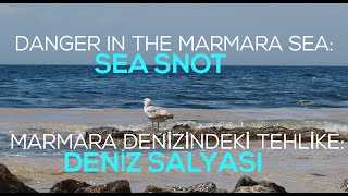 Whats The Sea Snot In Turkey? Deniz Salyası Nedir?