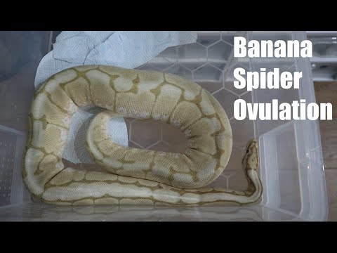 Banana Spider Het Clown Ovulation and Nesting Behaviour for Ball Pythons