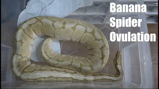 Banana Spider Het Clown Ovulation and Nesting Behaviour for Ball Pythons