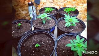 Doc Grower Operation Grow 2019 support! Update on the garden with The Enhancer CO2 from TNB Naturals