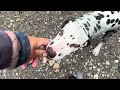 Do Your Dogs Have Variety Do Your Dogs Have Variety