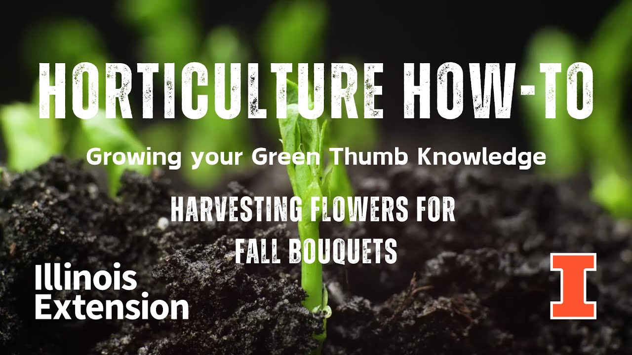 Horticulture How-To - Harvesting Flowers for Fall Bouquets