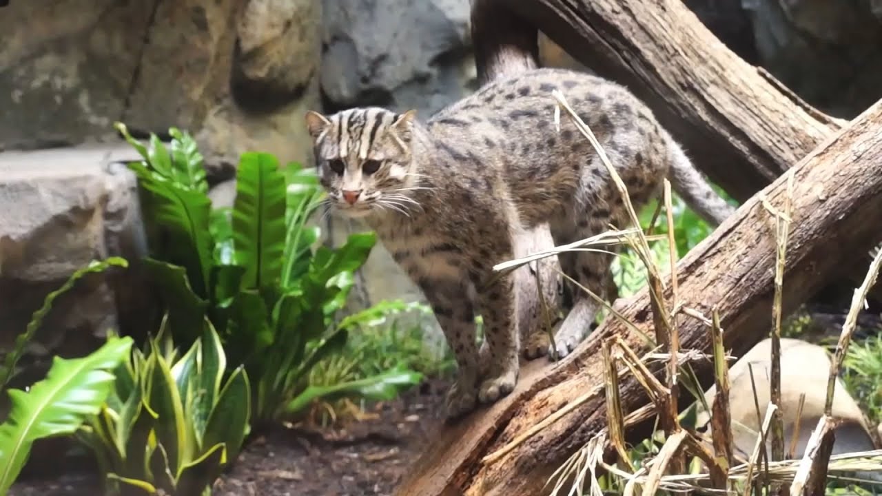 Behind the Wild Fishing Cat YouTube