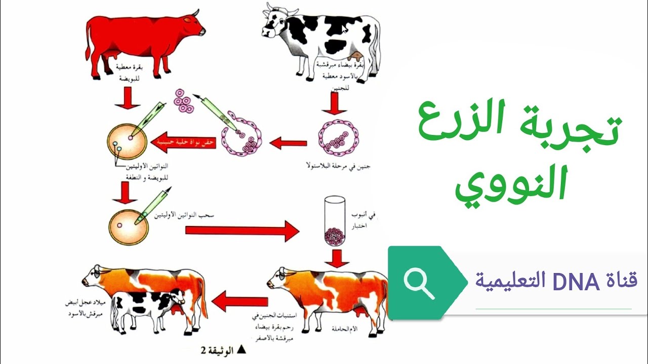 تجربة الزرع النووي اولى ثانوي