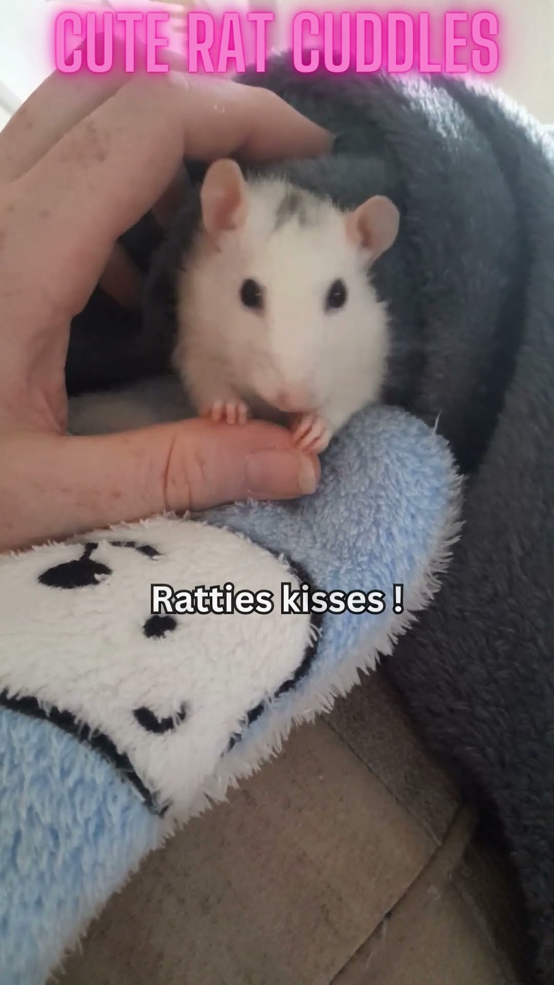 Why Rats Are The Best Pets Cuddles CuteRats cuddlypetrats PetLove Why Rats Are The Best Pets Cuddles CuteRats cuddlypetrats PetLove