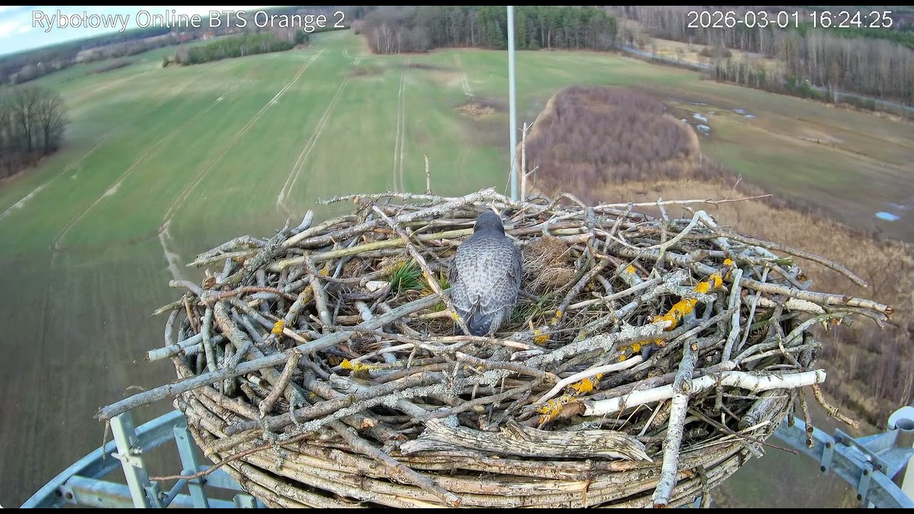 Sokoły w gnieździe rybołowów - Rościce Orange KOO 2026.03.01