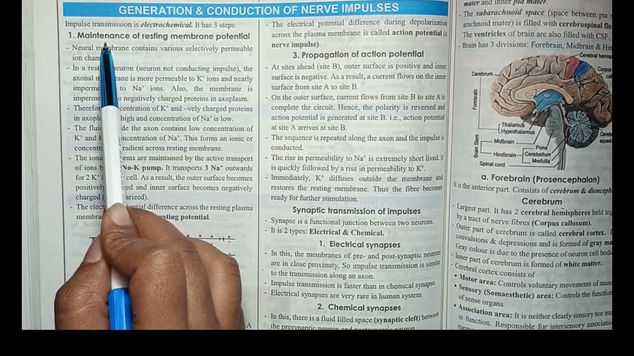 "Neural control and coordination" NCERT NICHOD by NEET KAKA JEE (Part : 1)