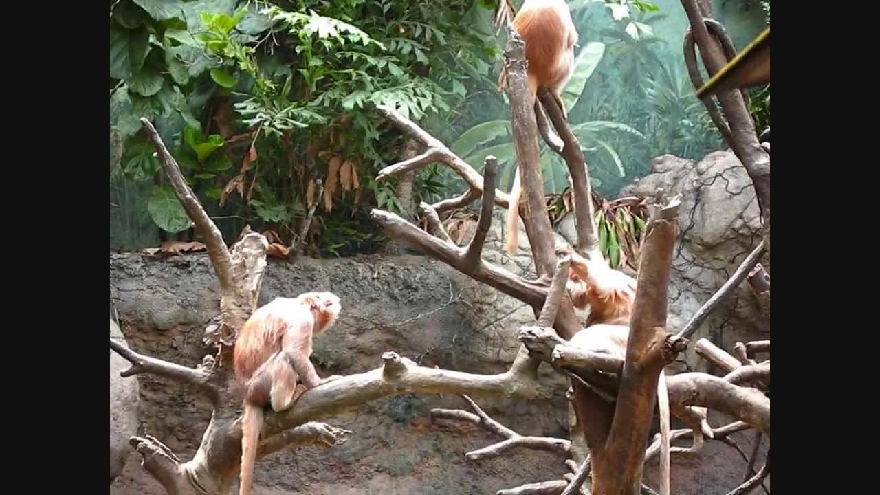 Bronx Zoo Jungle World