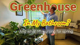 How to Create a Temporary Greenhouse in the Bathroom - Overwinter Your Tropical Plants Effortlessly! by Touch Grass Gardening 619 views 4 months ago 8 minutes, 28 seconds