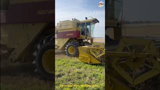 46-Year-Old New Holland TR85 Combine Harvesting Wheat