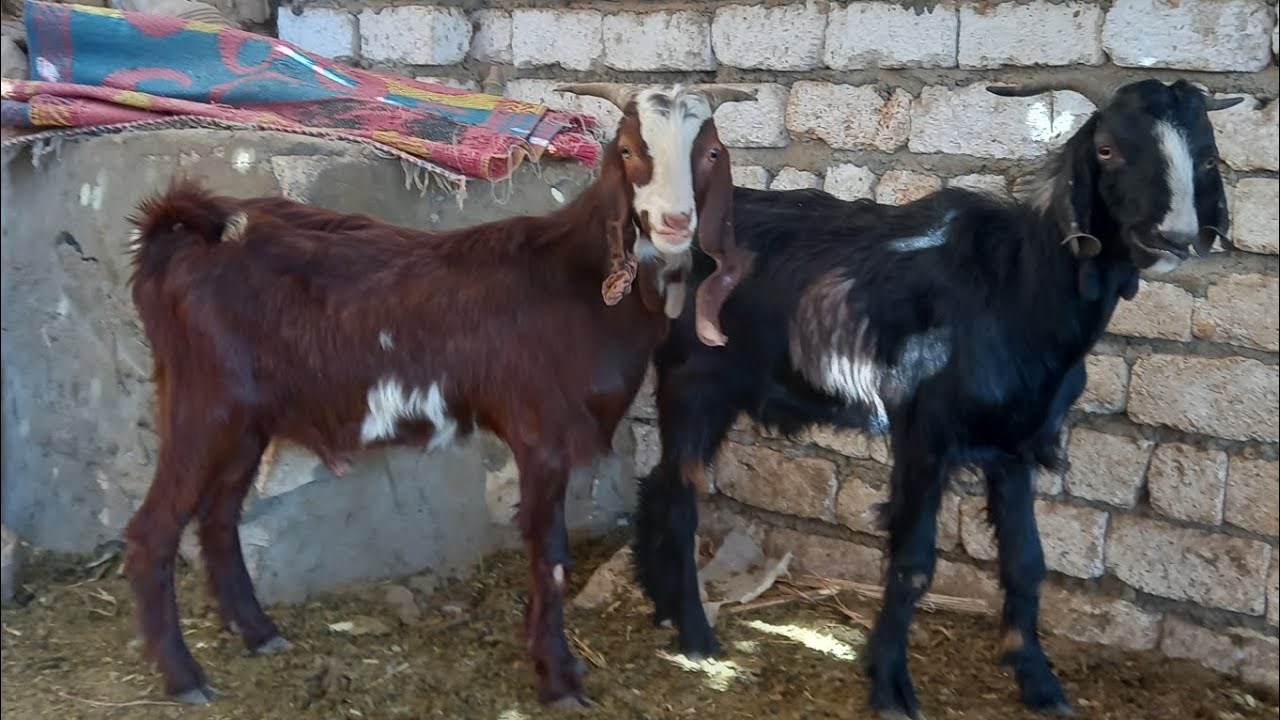 كل عام وانتم بخير جديان لحم باقل الاسعار من اجمل السلالات(01121773748)٢/١٨)