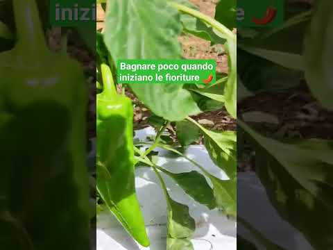 Video: Dolmalik Chili Pepper Info - Coltivazione di piante di peperoncino Dolmalik Biber