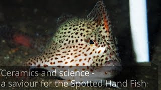 Ceramics and science could be a saviour for the Spotted Hand Fish