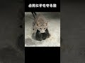必死に子を守る猫