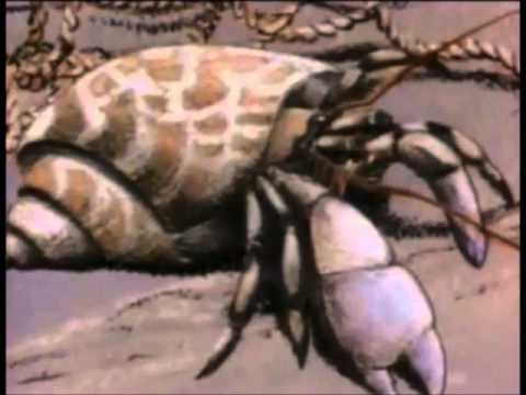 Video: Ar tai krabų atsiskyrėlių namai?