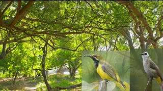 Terapi alam suara berbagai burung kebun