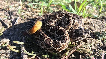 Can a baby rattlesnake kill you?