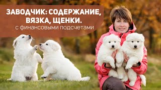 видео: Заводчик: выгодный бизнес или тяжкий труд? картинка: Заводчик: выгодный бизнес или тяжкий труд?