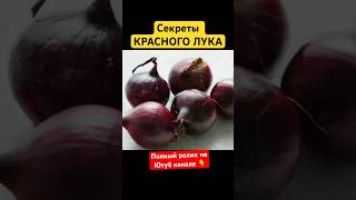 Что Творит КРАСНЫЙ ЛУК?! #долголетие #лук #иммунитет #народныерецепты #здоровье #шортс #рецепты