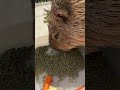 王子の朝食🥞 #shorts #capybara #animals #tokyo #カピバラ