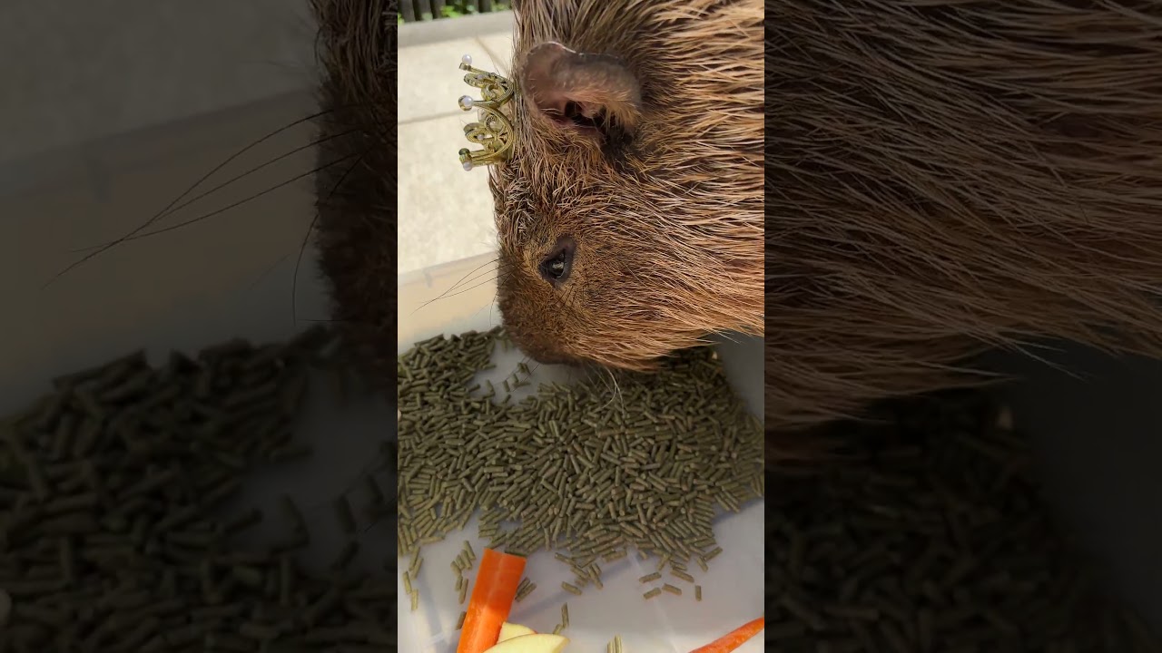 王子の朝食🥞 #shorts #capybara #animals #tokyo #カピバラ