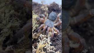 Trapdoor Spider Feeding