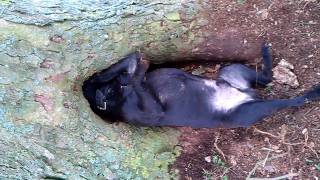 Look At My Big Balls