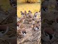 スズメと銀杏#japanese sparrow