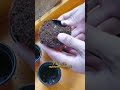 Grow a Lemon Tree from Seed in 30 Days.