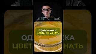 ОДНА ЛОЖКА ЦВЕТЫ НЕ УЗНАТЬ #растения #дом #сад #цветыдлядома #подкормка #цветы