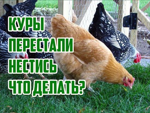 Почему куры не несутся? / Что делать если куры перестали нестись? / Почему куры перестали нести яйца