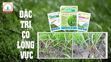 NASIP 50WP - DIỆT TRỪ NGAY CỎ LỒNG VỰC (CỎ KÊ…