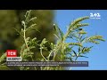 "На виріст" | Які рослини не варто садити, щоб не страждати від алергії