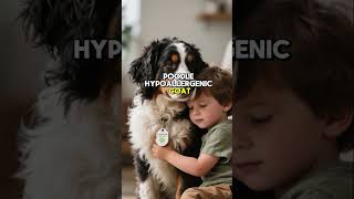 BERNEDOODLES Explained by AI ✨ TRAINING GUIDE: PROS & CONS & GROOMING TIPS for BEGINNERS! #dogs101